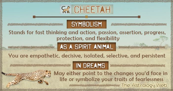 What does the cheetah represent: Explore its traits and message.