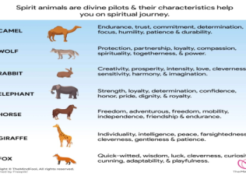 Understanding Koala Symbolism:A basic overview.