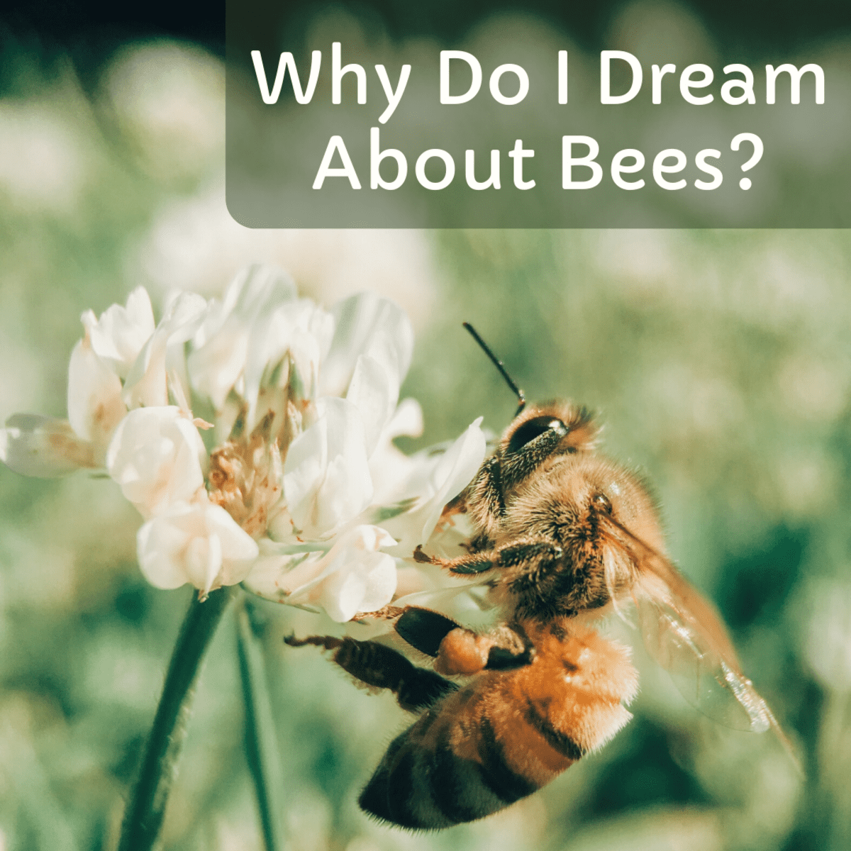 Dreams with Bees Meaning: Are They Positive or Negative Omens?