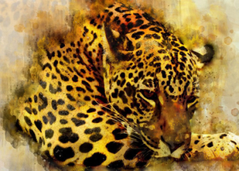 What is the Leopard Spirit? Find Your Wild Side!