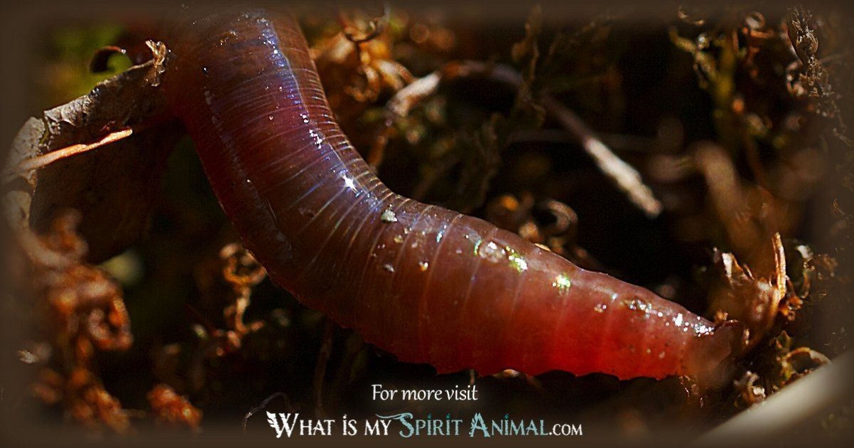 The Ultimate Guide to Worm Symbolism: Types, Meanings, and Significance