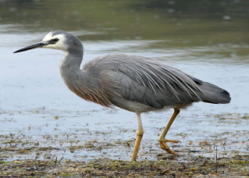 White Heron Spiritual Meaning & Dreams: What to Know