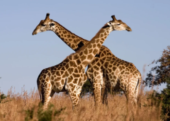 Giraffe Symbolism: The Hidden Meaning Behind This Tall Animal