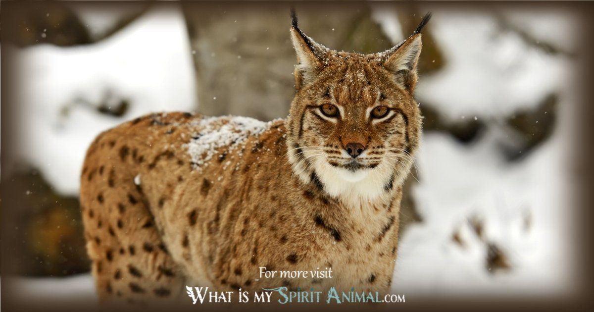 Is Lynx your Spirit Animal? Find out the messages and symbolism behind it