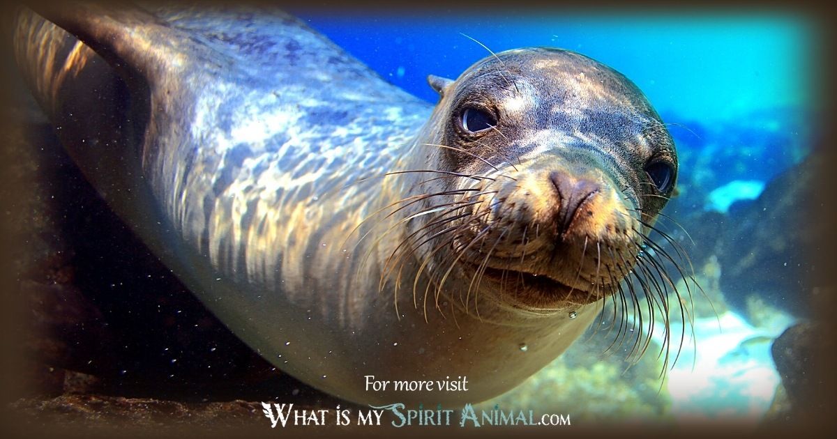 How does seal animal symbolism appear? Recognize the signs and messages in your daily life experiences.