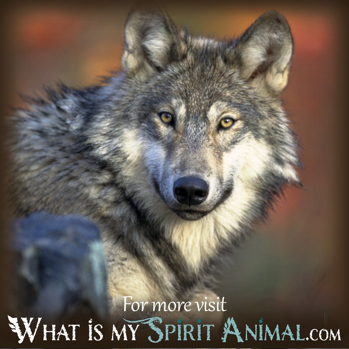 Understanding the Significance of Wolves in Dreams: A Beginners Guide
