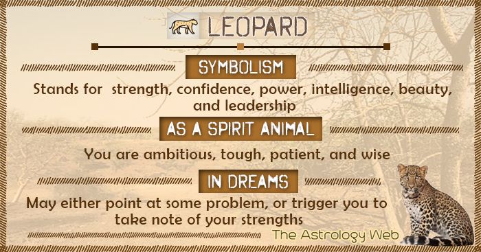 What Do Leopards Symbolize and Their Spiritual meaning?