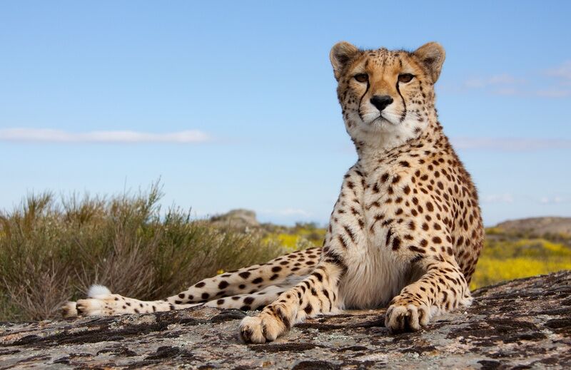 What Does a Cheetah Represent? Learn the Amazing Meanings!