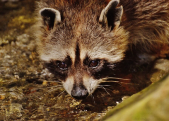 Curious about the meaning of raccoons in dreams? Here are common interpretations explained in simple terms.