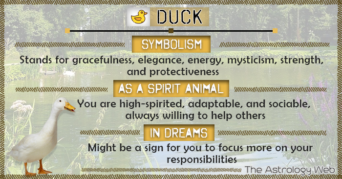 Duck Animal Totem: What Does It Mean for You? (Simple Guide)
