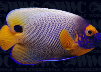 373 Angel Number: What Does It Mean? (Simple Guide to Angel Numbers)