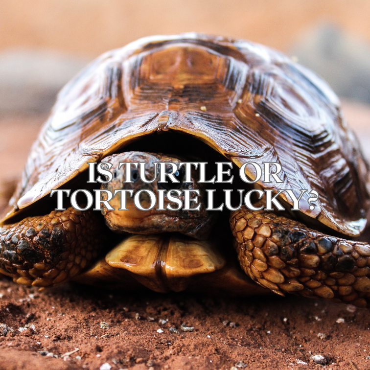 Meaning of Seeing a Turtle: Is It Good Luck or Bad Luck?