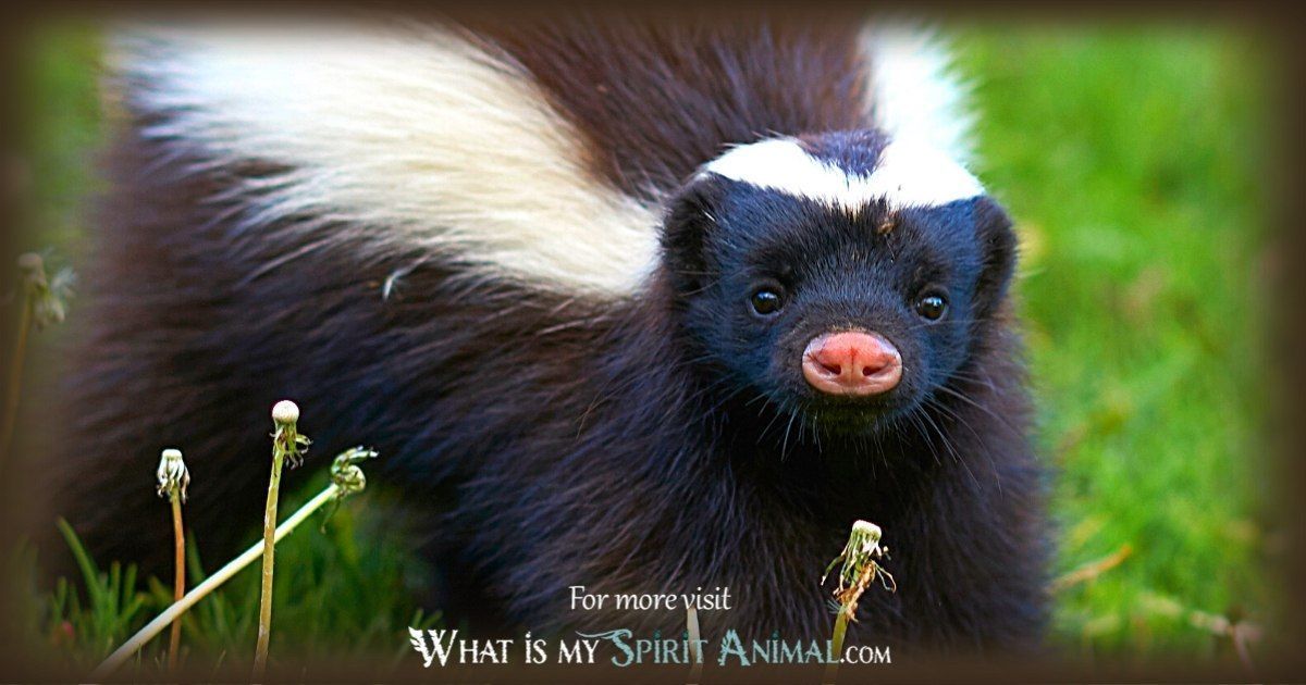 What does the skunk totem animal symbolize? Discover the powerful spiritual meaning behind this guide.