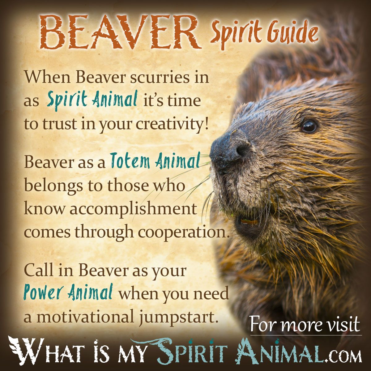 Symbolism of Beaver: Discover Its Spiritual Meaning Now!