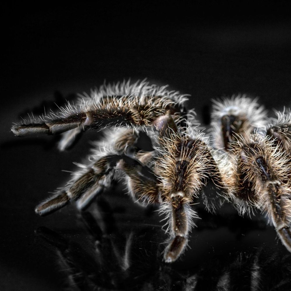 Whats a Tarantula in dream dictionary? lets find out together!