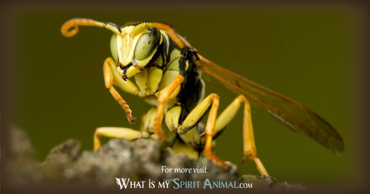 Seeing wasps everywhere? Understand if the wasp spirit animal has a message for you now.