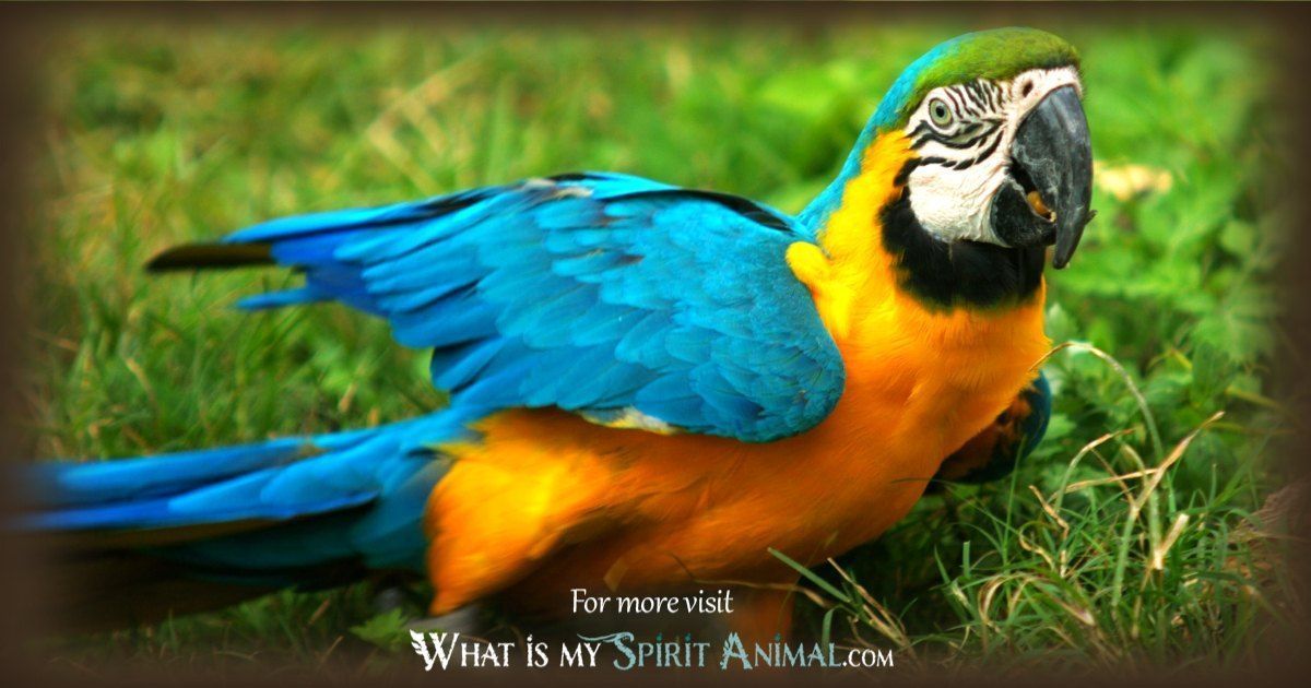 Discover What a Parrot Symbolize,quick and simple meanings!