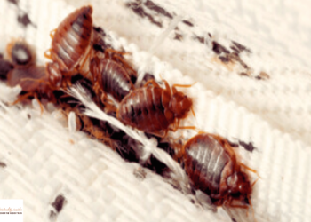 Dreaming about ants: Uncover the hidden meanings behind your dreams!
