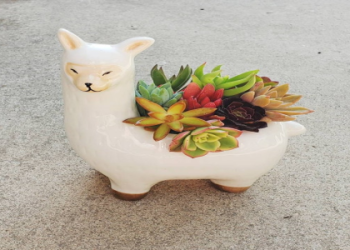 Llama Spiritual Meaning: Decoding the Dreams and Signs!