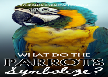 Discover What a Parrot Symbolize,quick and simple meanings!