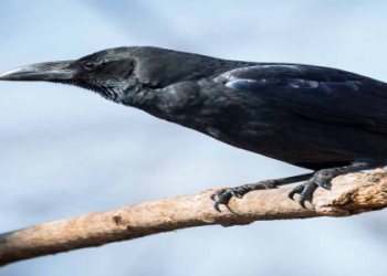 Crow in Dream: Is It a Good or Bad Sign? Dream Analysis.