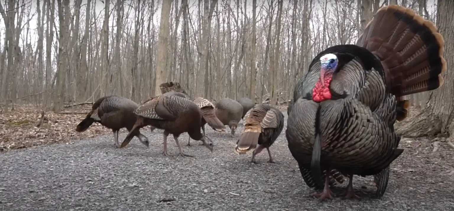 Seeing Wild Turkeys? Find Out Their Hidden Spiritual Messages.