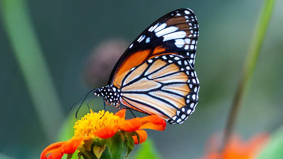 Interpreting Your Butterfly Dream Meaning: Common Themes & Insights