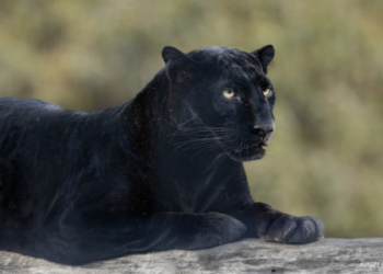Dreaming of a Black Panther? Uncover the Hidden Meanings & Spiritual Significance!