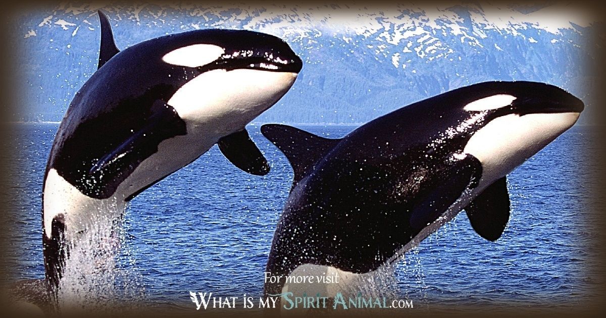 Orca symbol meaning: See now