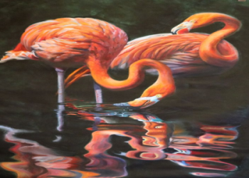 What Does a Flamingo Symbolize? Learn The Birds Superpower.