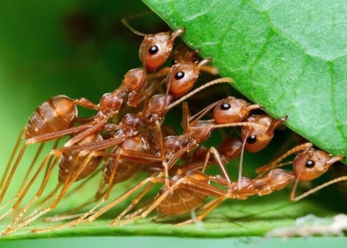 Dreamed about ants: A simple guide to ant dreams.
