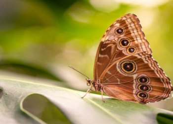 Interpreting Your Butterfly Dream Meaning: Common Themes & Insights