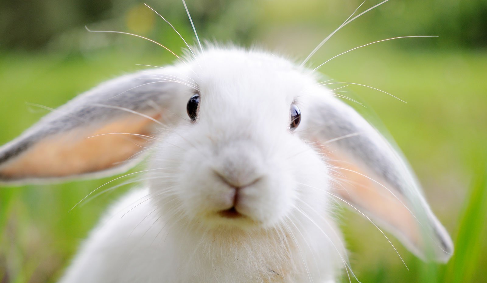 Dream about rabbits: What does it mean? Decode your bunny dreams tonight!
