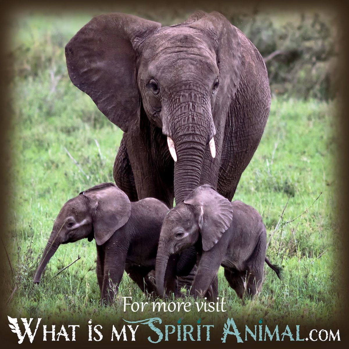 Dreaming of Elephants? Uncover Your Elephant Dream Meaning!