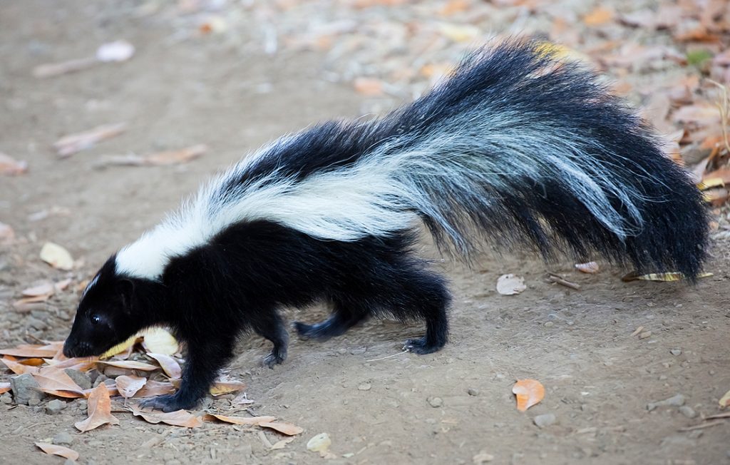 Animal totem skunk meaning explained: Simple guide to its unique symbolism.