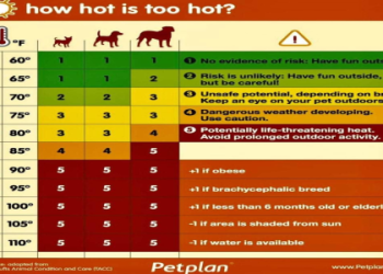 Need hotacope? (Top Tips and Where to Find Quickly)