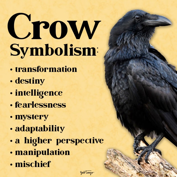 Crow Dream Meaning: What Does It Mean When You Dream of Crows? Simple Explanations!