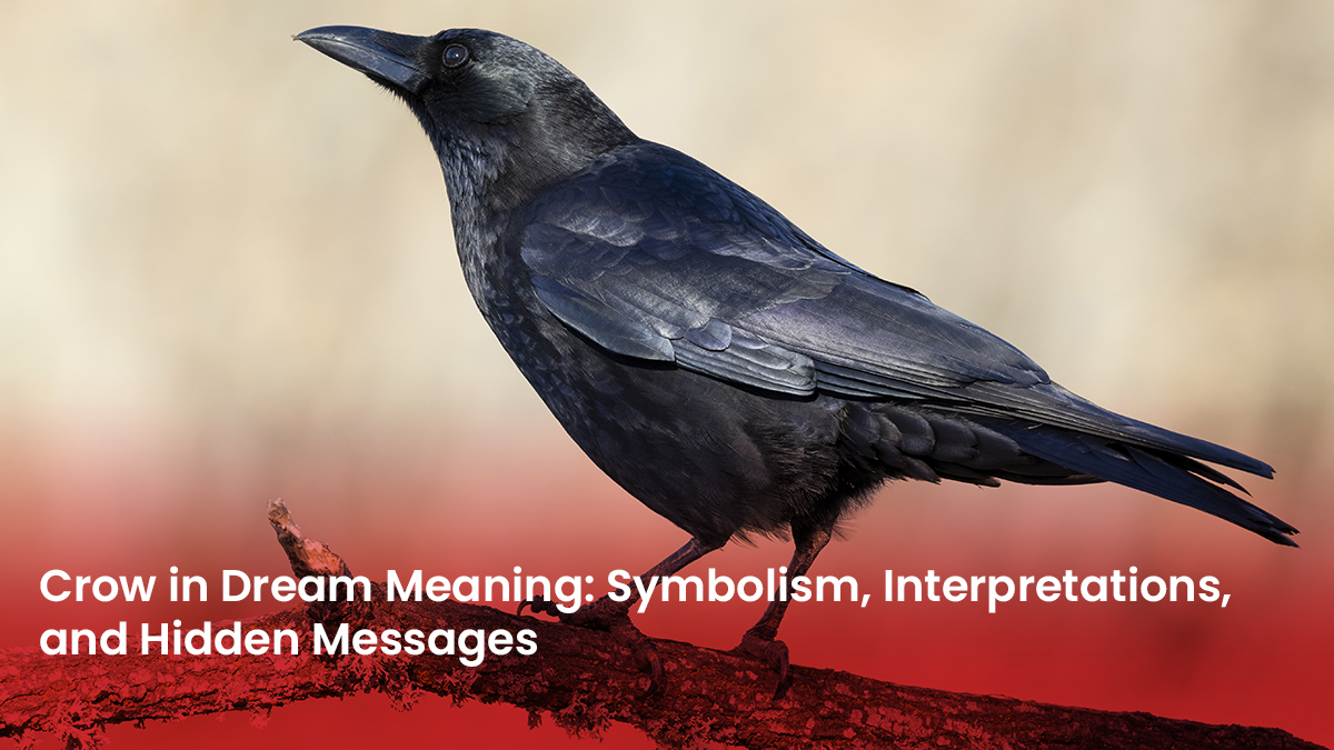 Crow in Dream: Is It a Good or Bad Sign? Dream Analysis.
