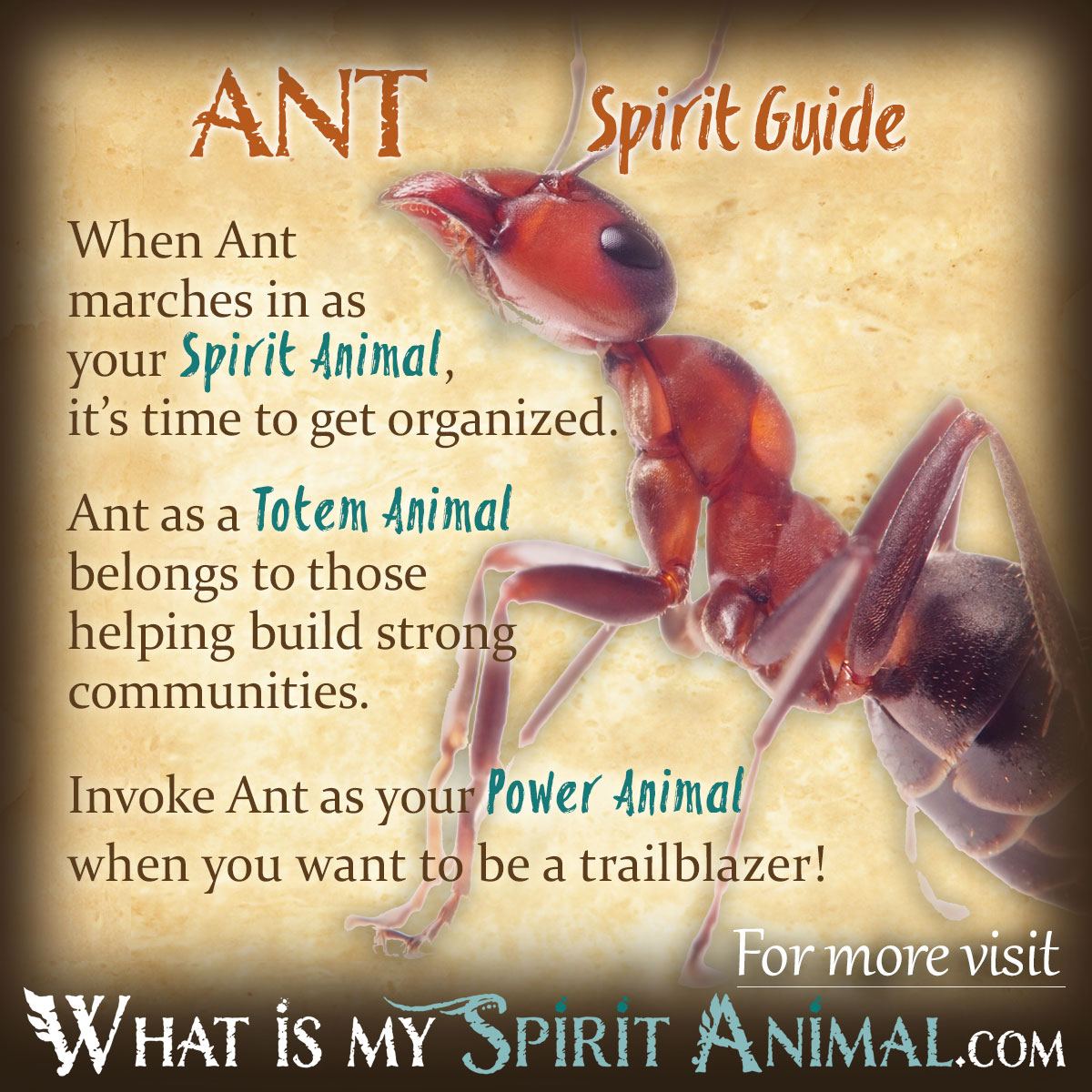 Ant Spirit Animal: What Does It Mean in Your Life?