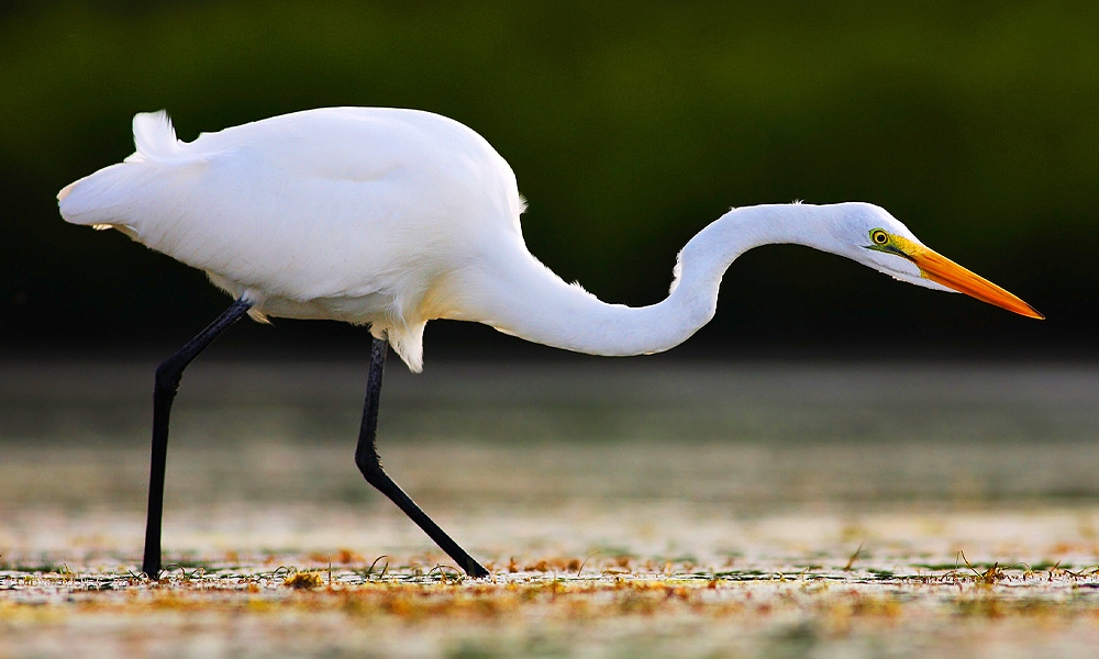 White Heron Spiritual Meaning & Dreams: What to Know