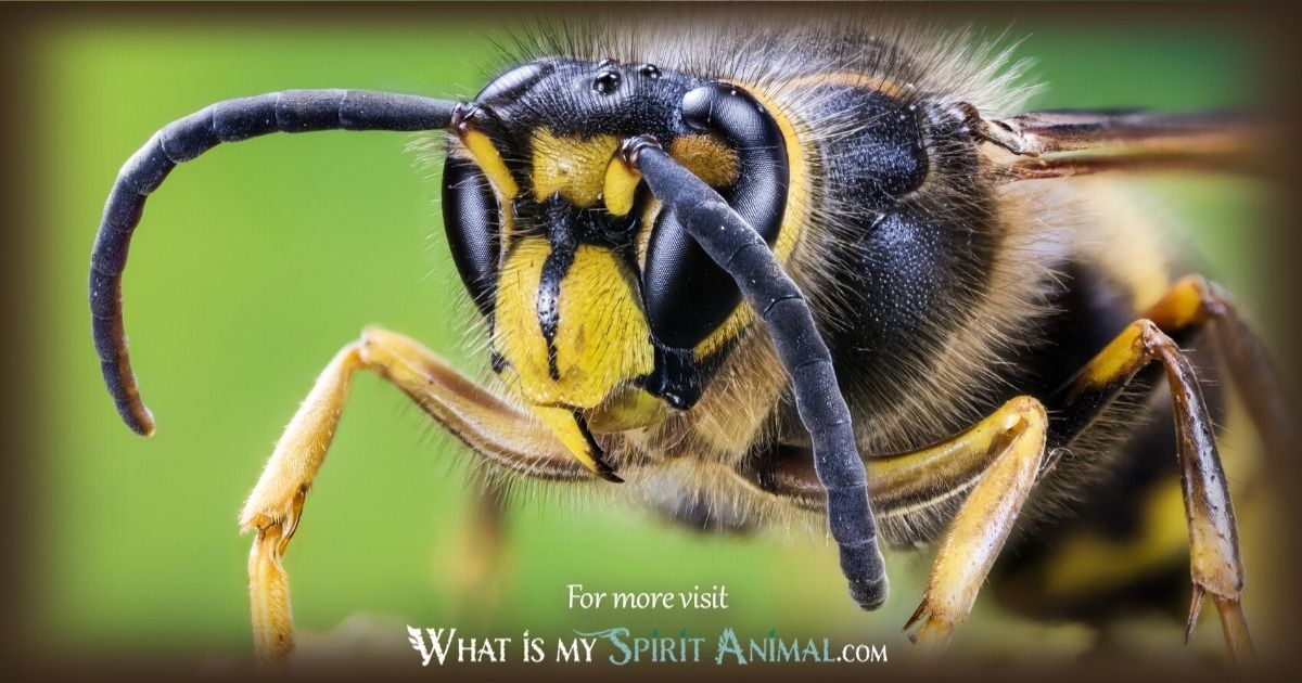 Seeing wasps everywhere? Understand if the wasp spirit animal has a message for you now.