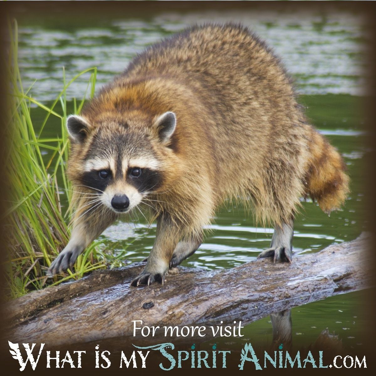 The complete raccoons in dreams meaning explained: A guide to understanding your raccoon encounters.