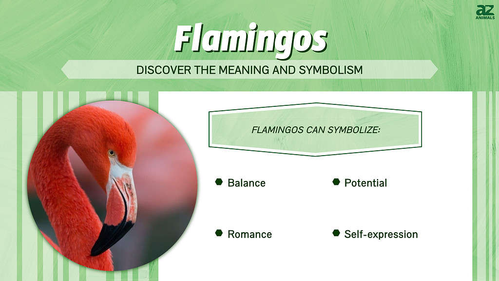 What Does a Flamingo Symbolize? Learn The Birds Superpower.