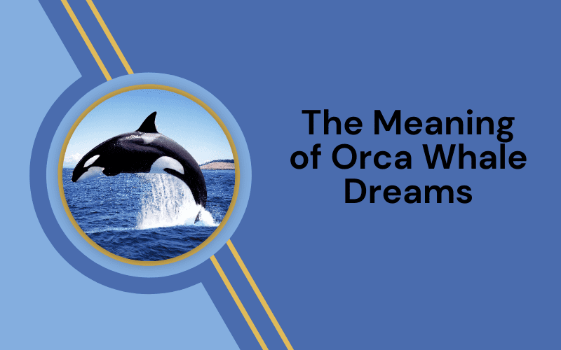 Dream Meaning Orca Whale: Discover the Secrets of This Dream!