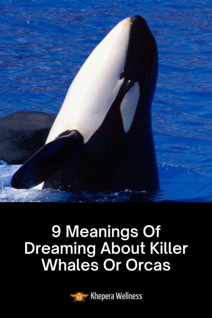 Killer Whales in Dreams? Simple Dream Interpretation Guide!