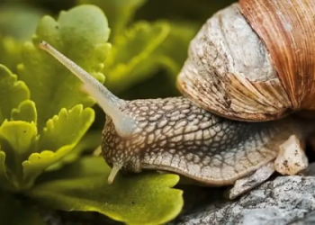 Meaning of Snails Spiritually: Patience and Slow Progress.