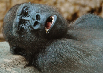 Is the Gorilla Your Animal Totem? Find out now!