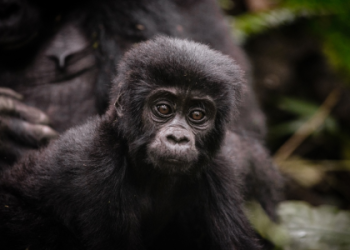 what does a gorilla symbolize strength, and family?