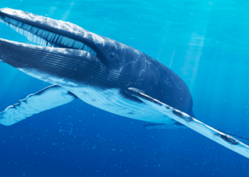 Orca Spiritual Meaning: Uncover the Deep Symbolism!