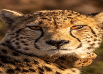 What do cheetahs represent? Explore their power and grace!